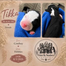 Tikka - Black tri-color female Australian Shepherd puppy in Magee, Mississippi from Paint ByNumbers Ranch