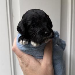 Ace - Black male Goldendoodle puppy in Clinton, Utah from Golden Law Kennels