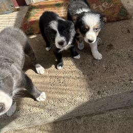 Border Collie Puppies from Athena’s Collies