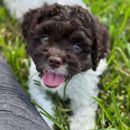 Yosemite - Brown and white male Cockapoo puppy in Pledger, Texas from Sugarbear Cockapoos