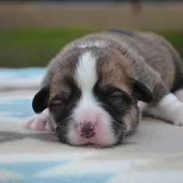 Sage - Sable male Pembroke Welsh Corgi puppy in Edna, Texas from MG Corgis