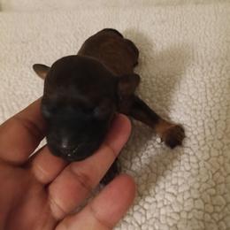 Girl 4 - Brown female Cavapoo puppy in East Providence, Rhode Island from Marta's Cavaliers