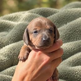 Baby Blue Girl - Gray (blue) and tan female Dachshund puppy in Bremen, Georgia from Jones Royal Kennels / Jones Miniature Dachshunds