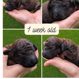 Rocky Road - Phantom male Goldendoodle puppy in Flagstaff, Arizona from Pat's Poodle Pups & Moore