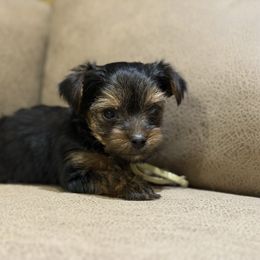 Boy 2 - Black and tan male Yorkshire Terrier puppy in Delta, Colorado from SATA Kennels
