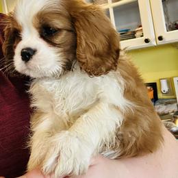 Snow - Blenheim male Cavalier King Charles Spaniel puppy in Tunbridge, Vermont from Solheimar