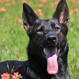 Runa - German Shepherd