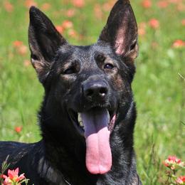 Runa - German Shepherd