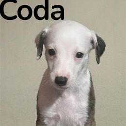 Coda - Red brindle male Whippet puppy in Brooksville, Florida from Phasion Whippets Kimberly & Paul Norton Sr.