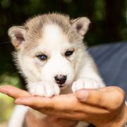 Puppy 5 - Agouti and white female Gerberian Shepsky puppy in Louisville, Kentucky from Arsen's Purebreds & Hybrids