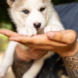 Puppy 5 - Agouti and white female Gerberian Shepsky puppy in Louisville, Kentucky from Arsen's Purebreds & Hybrids