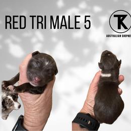 RTM5 - Red tri male Miniature Australian Shepherd puppy in Nacogdoches, Texas from TK Standard, Mini, & Toy Aussies