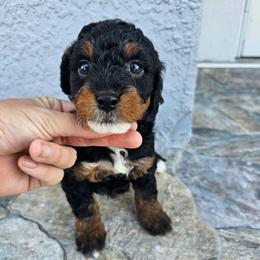 Jet - Phantom female Bernedoodle puppy in Daytona Beach, Florida from Beach Doodles