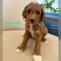 Pecan - Red  female Goldendoodle puppy in Glendale, Arizona from Follow Your Bliss Doodles