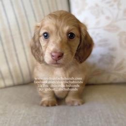 Aegon - Cream male Dachshund puppy in Cape Coral, Florida from Dear Dachshunds
