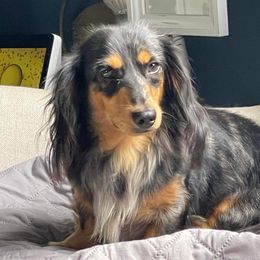 Tatertot - Dachshund