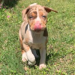 Female 2 - Red merle female Catahoula Leopard Dog puppy in Gadsden, Alabama from Rich Cat’s