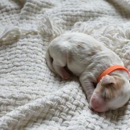 Goldendoodle Puppies from Edge Farm Goldendoodles