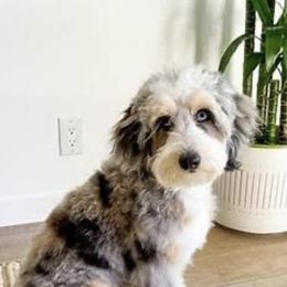Aussiedoodle and Poodle All Grown Up from H & A Kennels