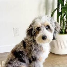 Aussiedoodle and Poodle All Grown Up from H & A Kennels