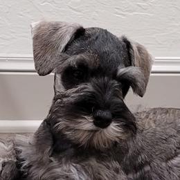 Miniature Schnauzers from J&K's Miniature Schnauzers
