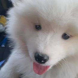 Samoyeds and Siberian Huskies from Snow Pups