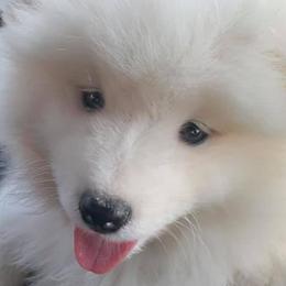 Samoyeds and Siberian Huskies from Snow Pups