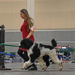 Charm - Poodle
