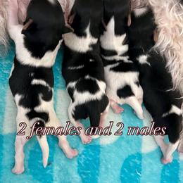 Biewer Terrier Puppies from Dunes Pups