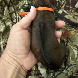 Orange - Rd whtn blk nose male Rhodesian Ridgeback puppy in Ocala, Florida from DogWood Kennels