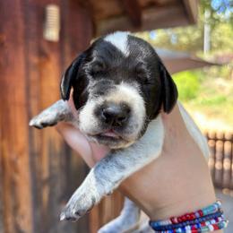 Ginger - rose collar - Black roan female German Shorthaired Pointer puppy in Mokelumne Hill, California from Underhill GSP