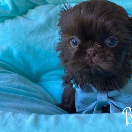 Shih Tzus from Beauty's Shih Tzu (California)