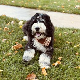 Crema - Bernedoodle