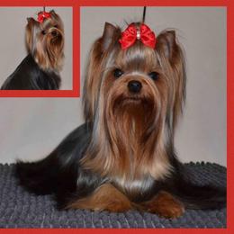 Julie - Blue and gold female Yorkshire Terrier puppy in Baker, West Virginia from Majestic Mountain Yorkies