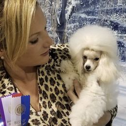 CH Sid - Poodle