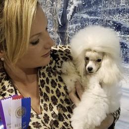 CH Sid - Poodle