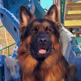 Arkon Vom Zuflucht - German Shepherd