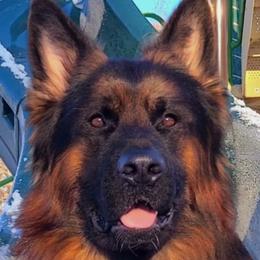 Arkon Vom Zuflucht - German Shepherd