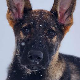 German Shepherds from Von Schwarzwald German Shepherds