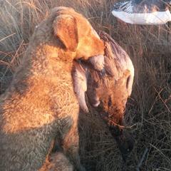 Chesapeake Bay Retrievers and Labrador Retrievers from Big Sioux Retrievers