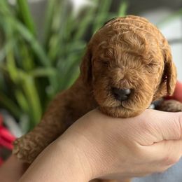 Boy 1 - Red  Goldendoodle puppy in Christiana, Tennessee from Rechlicz Family Doodles