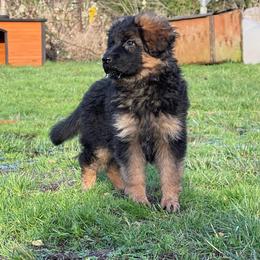 German Shepherd Puppies from S&S German Shepherds