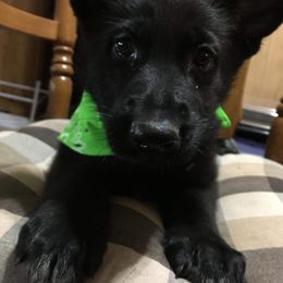German Shepherd Puppies from Hacker Haus GSDs
