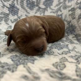Ruby - Red female Cavapoo puppy in Glendale, Arizona from Dashing Dogs