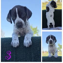 German Shorthaired Pointer Puppies from Vladimir Nikolayev