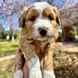 Aubrey - Red female Bernedoodle puppy in Ammon, Idaho from Little Stone Bernedoodles