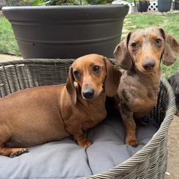Dachshund Puppies from Whinebarkdachshunds LLC