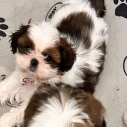 Daisy Mae - Red and white female Shih Tzu puppy in Buena Park, California from LowCol Ranch