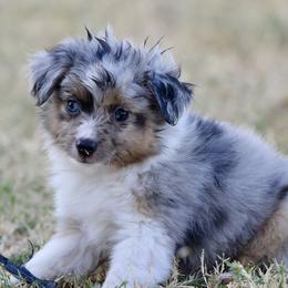 Liberty - Blue merle female Toy Australian Shepherd puppy in Wichita Falls, Texas from Shooting Stars Ranch Toy and Mini Aussies
