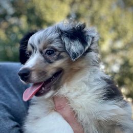 Missy - Blue merle female Miniature American Shepherd puppy in Clinton, Missouri from Mockingbirds American Minis